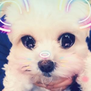 Meet your Posher, Susan